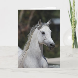 Bob Langrish   Grey Arab Stallion Headshot Card