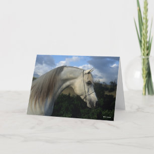 Bob Langrish   Grey Arab Stallion Headshot Card