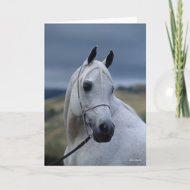 Bob Langrish | Grey Arab Stallion Headshot Card (Front)