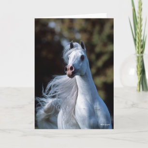 Bob Langrish   Grey Arab Stallion Headshot Card