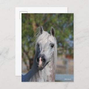 Bob Langrish Grey Arab Stallion Headshot Postcard