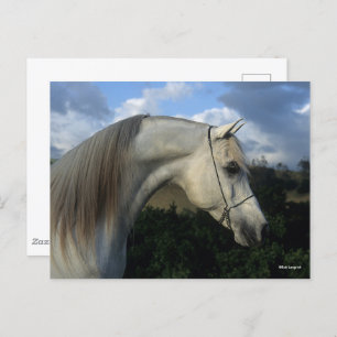 Bob Langrish Grey Arab Stallion Headshot Postcard
