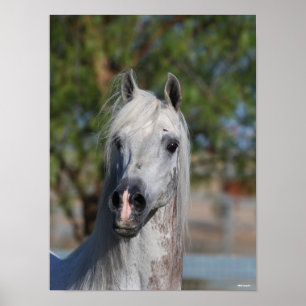 Bob Langrish   Grey Arab Stallion Headshot Poster