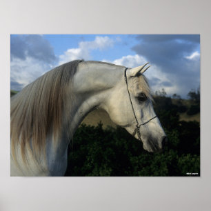 Bob Langrish   Grey Arab Stallion Headshot Poster