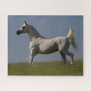 Bob Langrish Grey Arab Stallion In Field Jigsaw Puzzle