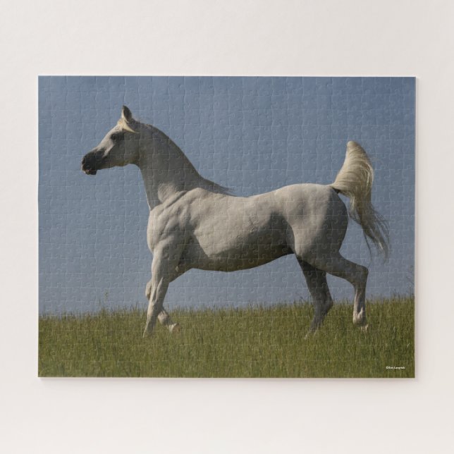 Bob Langrish | Grey Arab Stallion In Field Jigsaw Puzzle (Horizontal)
