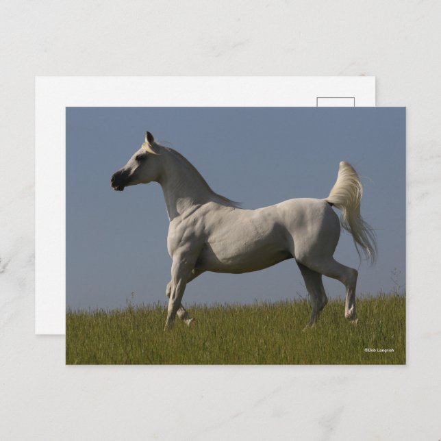 Bob Langrish | Grey Arab Stallion In Field Postcard (Front/Back)