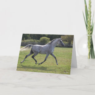 Bob Langrish   Grey Arab Stallion Running Backlit Card