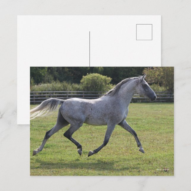 Bob Langrish | Grey Arab Stallion Running Backlit Postcard (Front/Back)