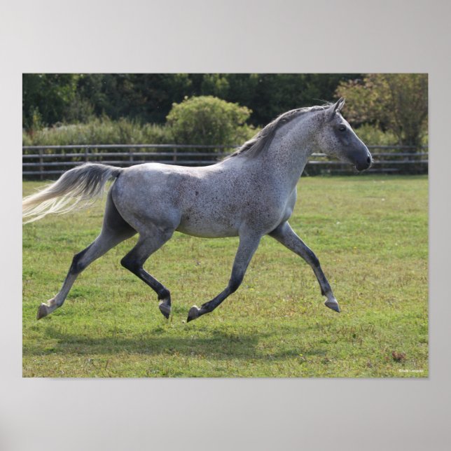 Bob Langrish | Grey Arab Stallion Running Backlit Poster (Front)