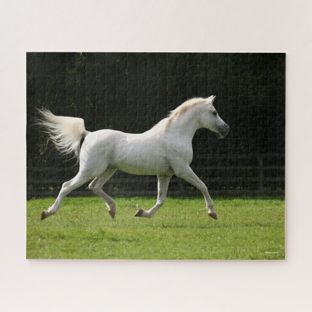Bob Langrish | Grey Arab Stallion Running Jigsaw Puzzle (Horizontal)