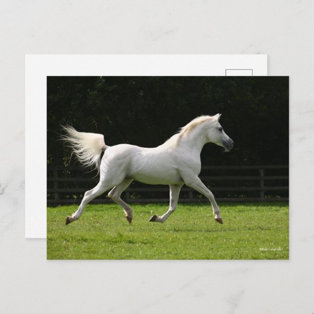 Bob Langrish | Grey Arab Stallion Running Postcard (Front/Back)