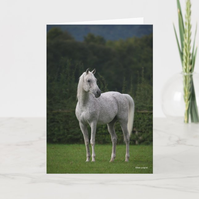 Bob Langrish | Grey Arab Stallion Standing Card (Front)