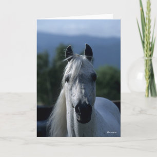 Bob Langrish Grey Arab Stallion Standing Headshot Card