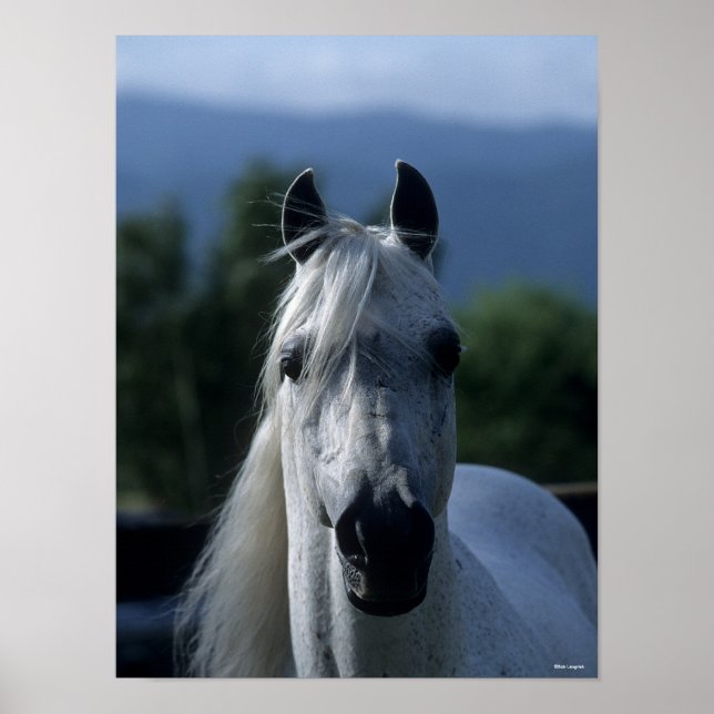 Bob Langrish Grey Arab Stallion Standing Headshot Poster (Front)