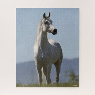 Bob Langrish Grey Arab Stallion Standing Jigsaw Puzzle