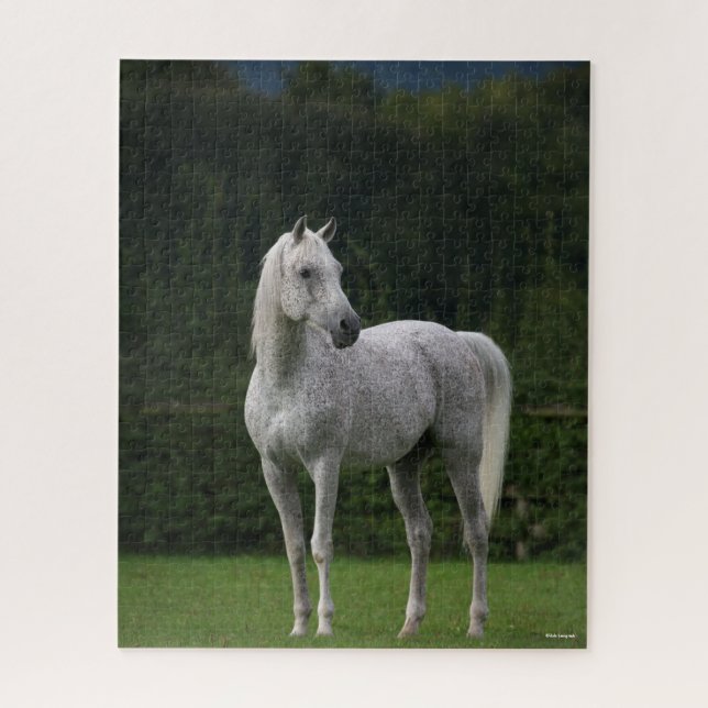 Bob Langrish | Grey Arab Stallion Standing Jigsaw Puzzle (Vertical)