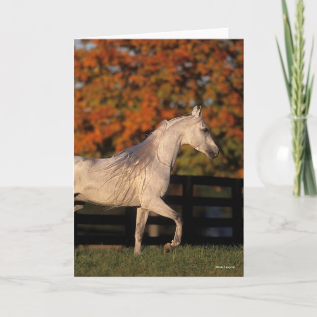 Bob Langrish | Grey Arab Stallion Walking Autumn Card (Front)