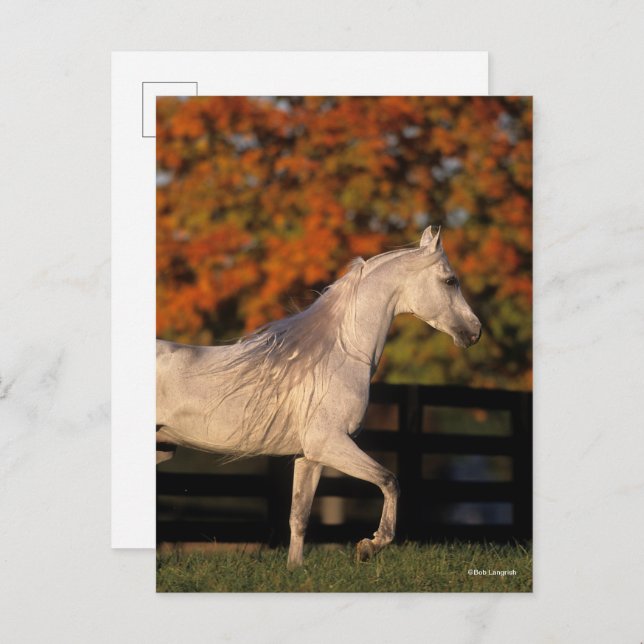 Bob Langrish | Grey Arab Stallion Walking Autumn Postcard (Front/Back)