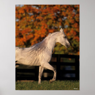 Bob Langrish Grey Arab Stallion Walking Autumn Poster