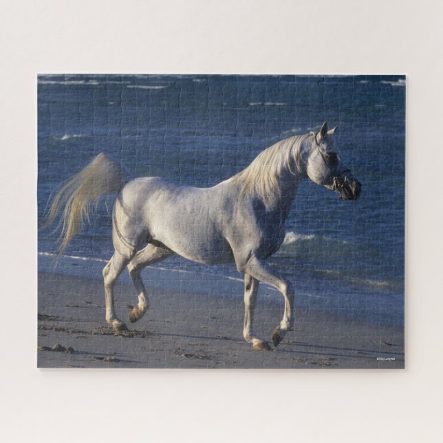 Bob Langrish | Grey Arab Stallion Walking On Beach Jigsaw Puzzle (Horizontal)
