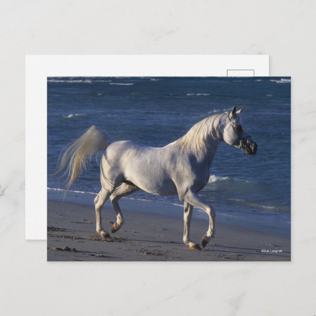 Bob Langrish | Grey Arab Stallion Walking On Beach Postcard (Front/Back)