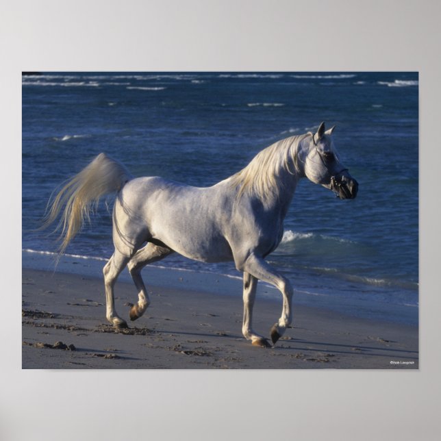 Bob Langrish | Grey Arab Stallion Walking On Beach Poster (Front)