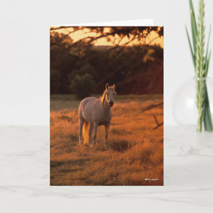 Bob Langrish   Grey Arab Standing at Sunset Card