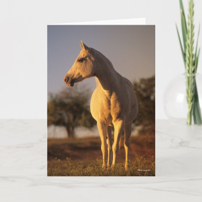 Bob Langrish | Grey Arab Standing Card (Front)