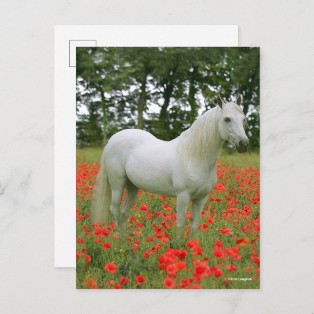 Bob Langrish | Grey Arab standing In Red Flowers Postcard (Front/Back)