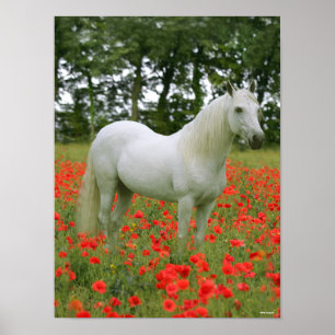 Bob Langrish Grey Arab standing In Red Flowers Poster