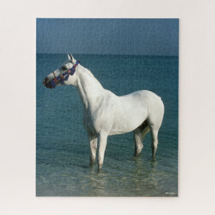 Bob Langrish Grey Arab Standing In The Sea Jigsaw Puzzle