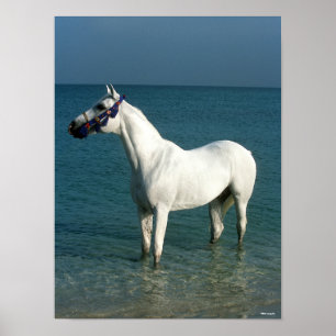 Bob Langrish   Grey Arab Standing In The Sea Poster