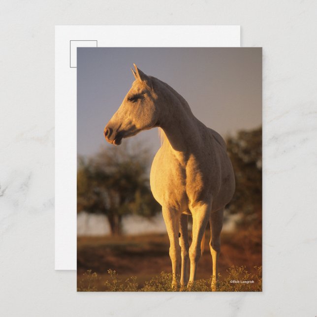 Bob Langrish | Grey Arab Standing Postcard (Front/Back)