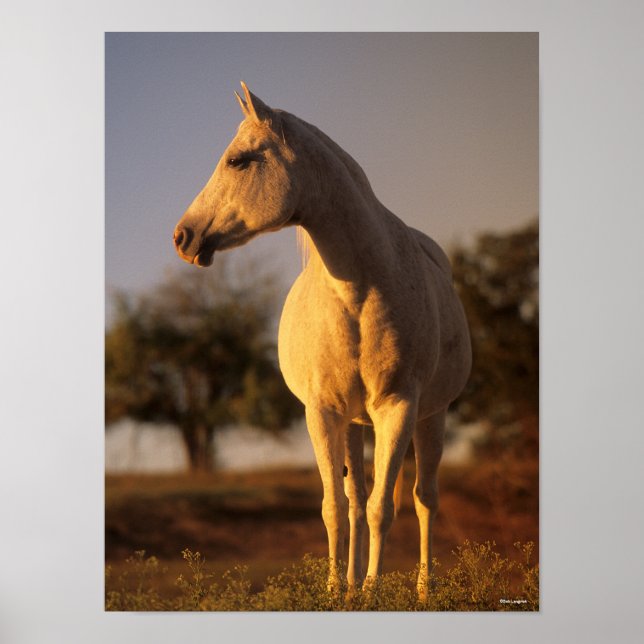 Bob Langrish | Grey Arab Standing Poster (Front)
