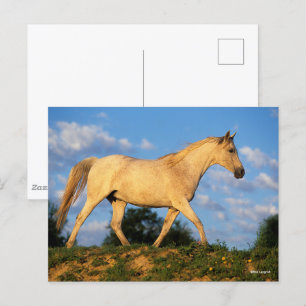 Bob Langrish Grey Arab Walking Postcard