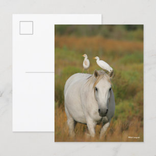 Bob Langrish   Grey Camargue Horse with Two Birds Postcard