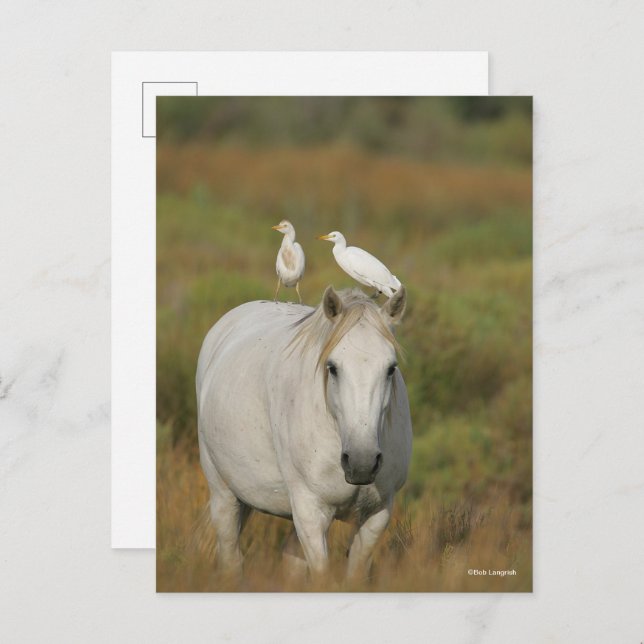 Bob Langrish | Grey Camargue Horse with Two Birds Postcard (Front/Back)