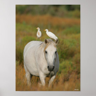 Bob Langrish   Grey Camargue Horse with Two Birds Poster
