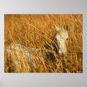 Bob Langrish   Grey Camargue Pony Lying In Reeds Poster