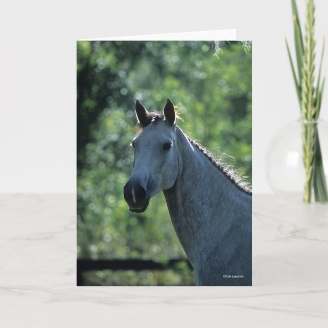 Bob Langrish Grey Dutch Warmblood Headshot backlit Card (Front)