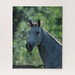 Bob Langrish Grey Dutch Warmblood Headshot backlit Jigsaw Puzzle