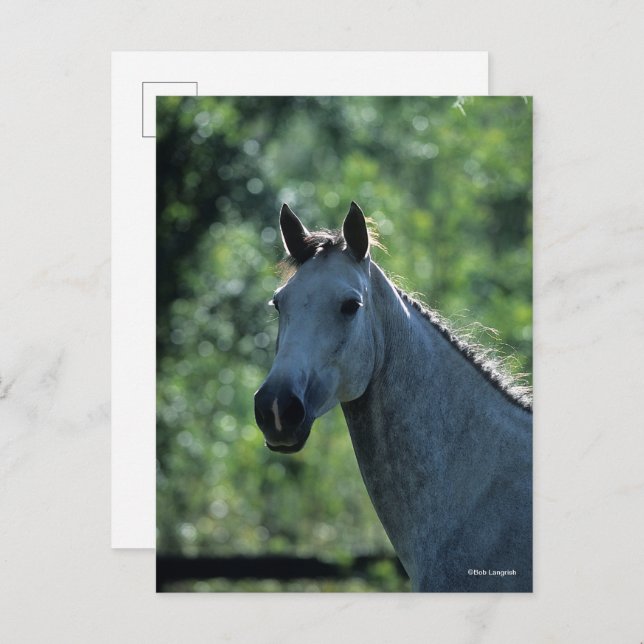 Bob Langrish Grey Dutch Warmblood Headshot backlit Postcard (Front/Back)