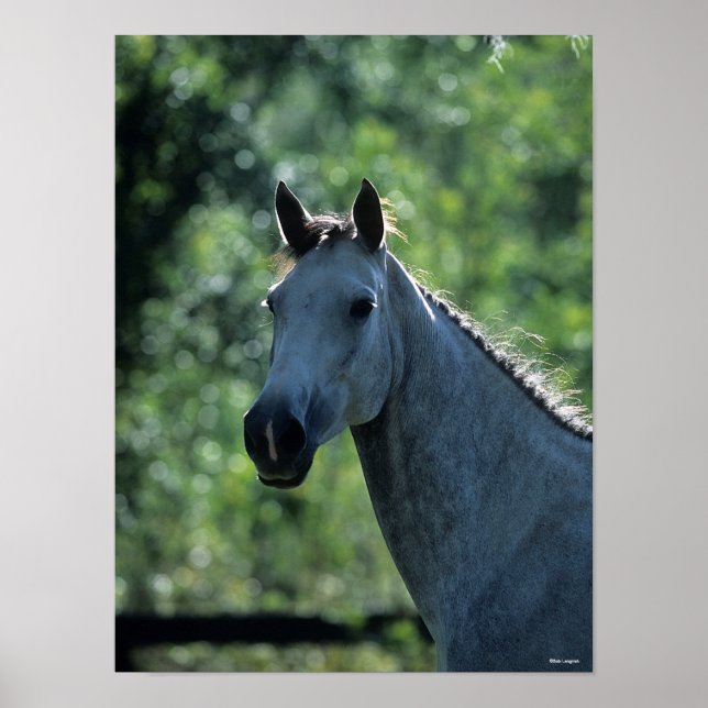 Bob Langrish Grey Dutch Warmblood Headshot backlit Poster (Front)