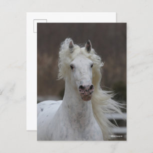 Bob Langrish Grey Friesian Appaloosa headshot Postcard