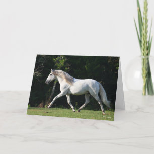 Bob Langrish   Grey Lusitano Stallion Card