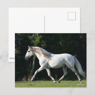 Bob Langrish Grey Lusitano Stallion Postcard