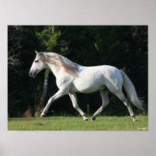 Bob Langrish   Grey Lusitano Stallion Poster