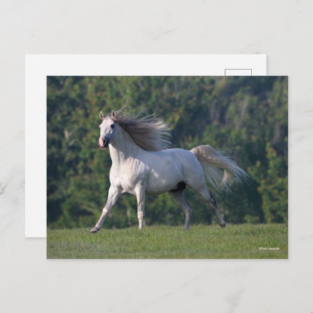 Bob Langrish | Grey Lusitano Stallion Running Postcard (Front/Back)