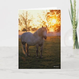 Bob Langrish   Grey Percheron Standing In Sunset Card